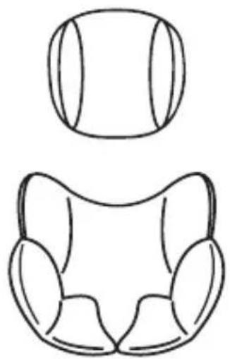 Osann Niki Start - Imbottitura per la testa e inserto comfort - 1