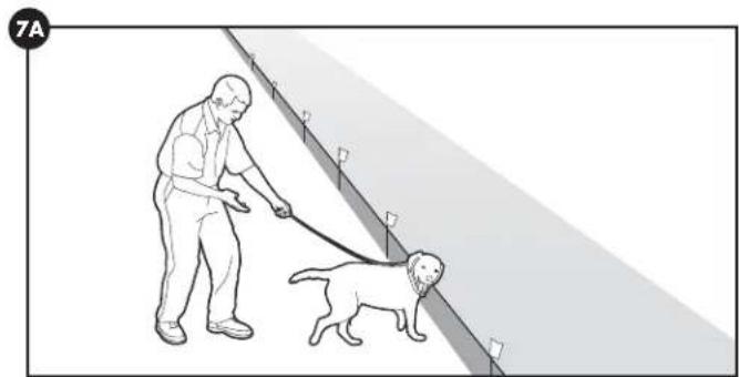 PETSAFE Stay & Play PIF0013663 - Days 5-8 - 1
