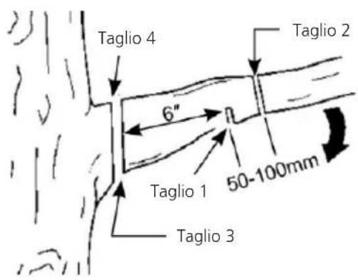 Greencut PP560L - PER RIFILARE UN RAMO (PRUGNA) - 1
