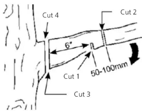 Greencut PP560L - TO TRIM A BRANCH (PRUNE) - 1