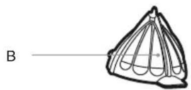 SAGE the Citrus Press SCP600 - Inhoud - 1