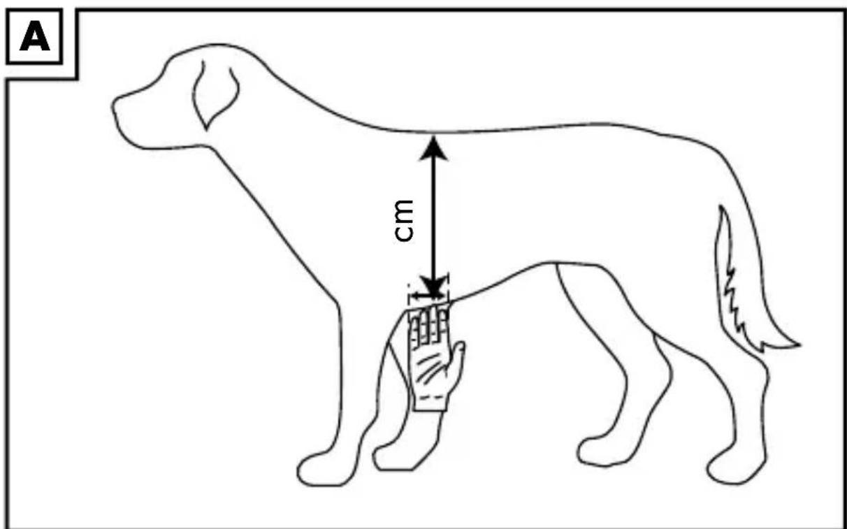 ZOOFARI IAN 389124 - Determinación de la talla correcta (fig. A) - 1