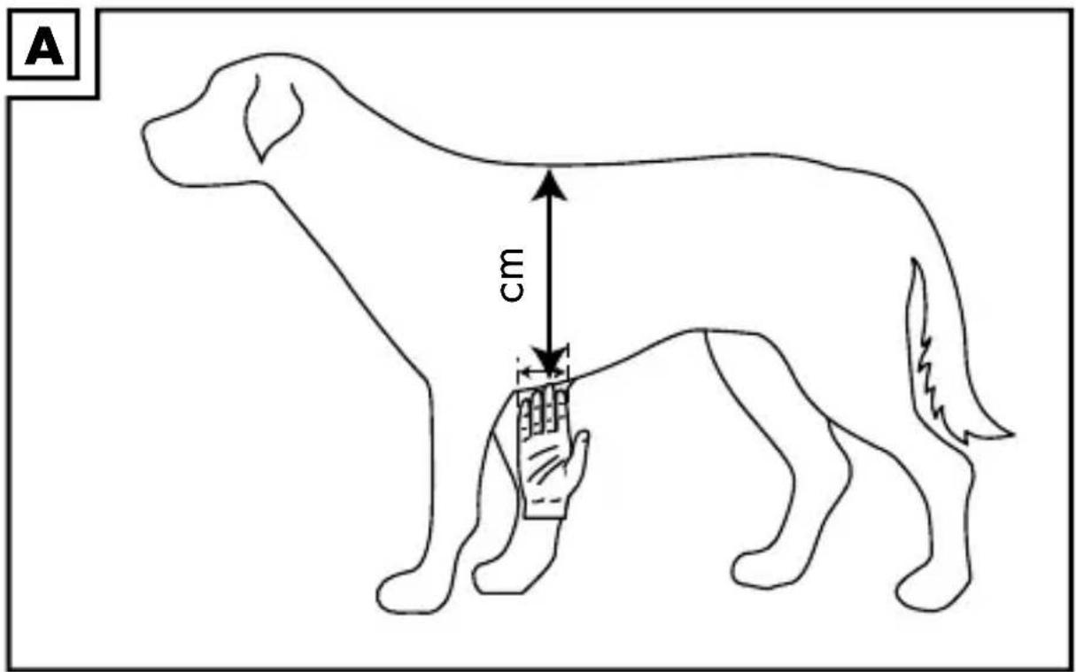 ZOOFARI IAN 389124 - Déterminer la taille correcte (fig. A) - 1
