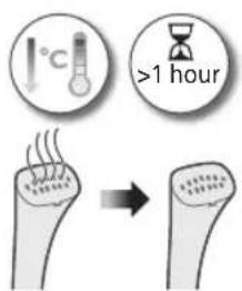 PHILIPS STE1010 - Cnqwnnnluyh uwpnnu u ywhuwunu - 2