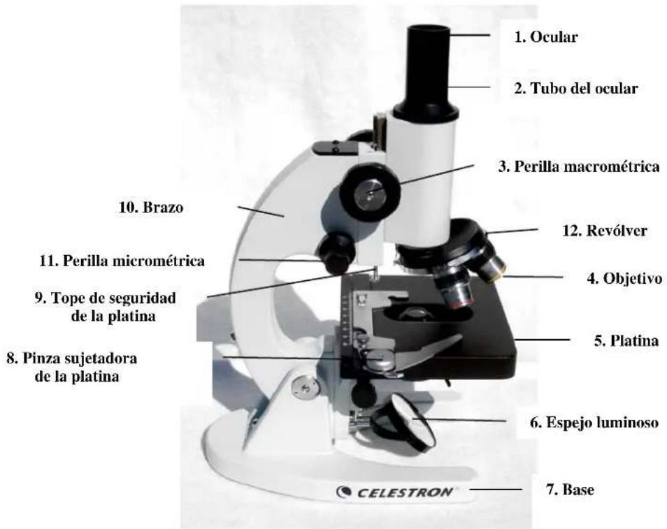 CELESTRON 44102 - Enfoque - 1