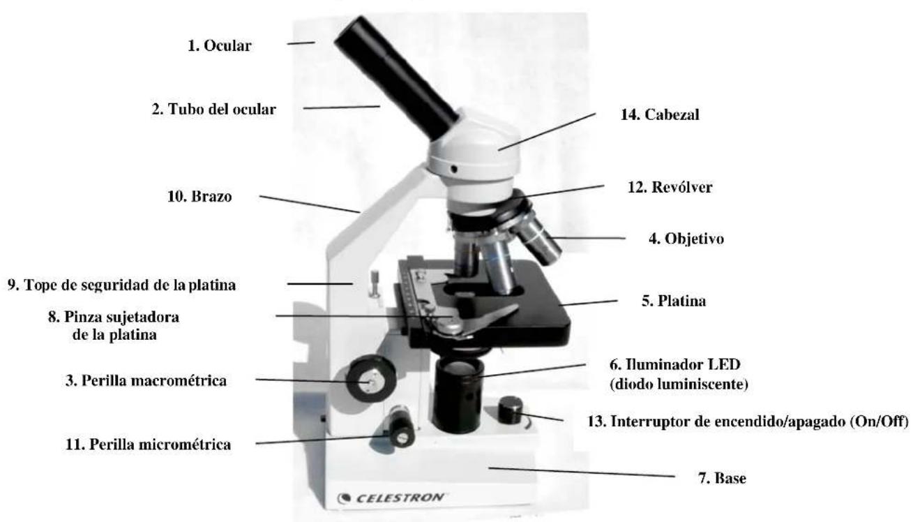 CELESTRON 44102 - Reemplazo de la lámpara del iluminador electrico - 2