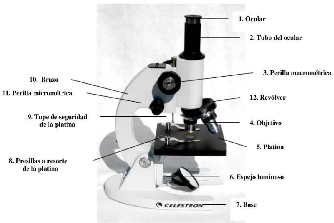 CELESTRON 44102 - Observación del espécimen - 1