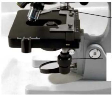 CELESTRON 44102 - Betrachtung einer Probe - 1