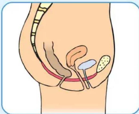 Epi-no Delphine Plus - Postnatal Pelvic Floor Muscle Training Program - 1