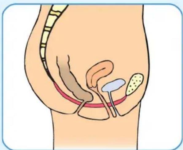 Epi-no Delphine Plus - Programa de ejercicios para la Musculatura de Suelo Pelvico Posparto - 1