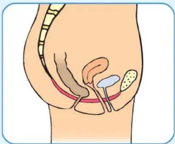 Epi-no Delphine Plus - Nachgeburtliches Beckenbodentraining - 1