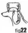 WAHL UClip - COCKER Et epagneuls - 5