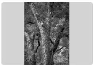 PANASONIC SVPT1PP - To save rotated images: - 1