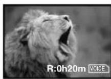 PANASONIC PVDC352 - Pour arrêter le transfert d'images - 5