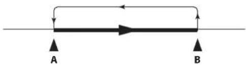 KORG EK50 - ■ Lecture en boucle A-B - 1