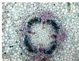 CELESTRON 44320 - Sample Images - 1