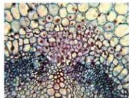 CELESTRON 44320 - LCD Digital Microscope II - 5