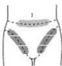 PANASONIC ERGY30 - Voor bikinilijn - 2