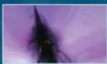 SONY Naruto Ultimate Ninja Heroes (PSP) - APTITUDE SPECIALE DE SHINO:JITSU D'INSECTES PARASITAIRES - 7