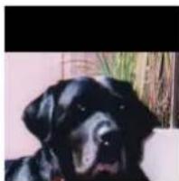 Gimp 2.4 - 15.7.2.2Options - 5