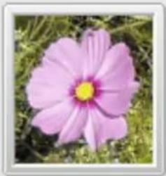 Gimp 2.4 - FenétresVouspouvezzchoisirentre: - 10