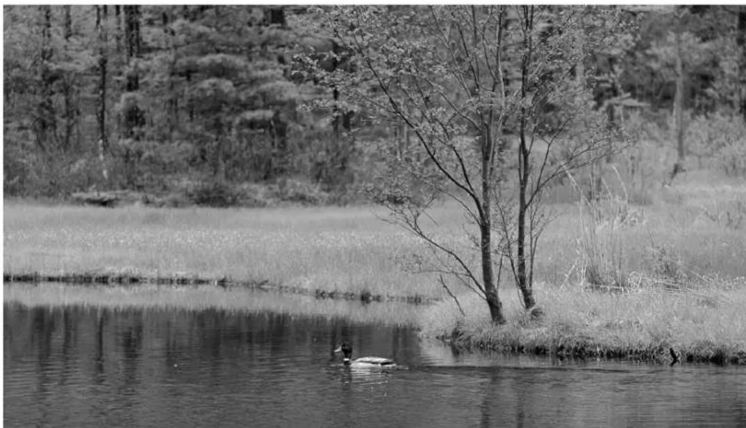 PANASONIC KXFP151B - 1