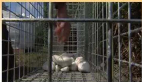 Giardino 5150541 - PIQUET EN T - 15