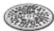 BOSCH MUM58C10 - Disco de raspar – grosso - 1