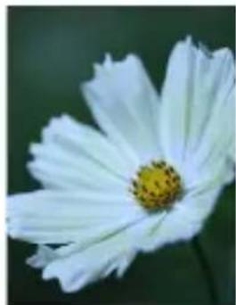CANON PowerShot G5 X Mark II - Capturer des couleurs naturelles (Balance des blancs) - 3