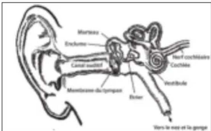MONSTER Diamond Tears Edge - Physiologie de l'oreille et de l'ouïe - 1