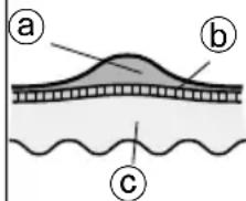 PANASONIC ESEL9A - Calosidade - 1