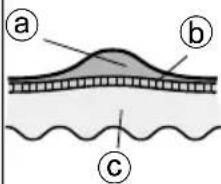 PANASONIC ESEL9A - Callus - 1