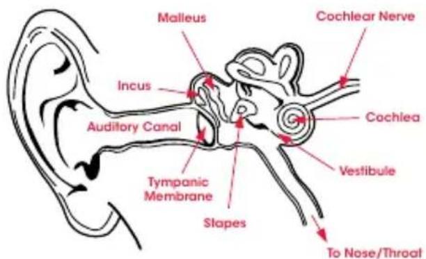 BEATS Solo Pro - Physiology of the Ear - 1