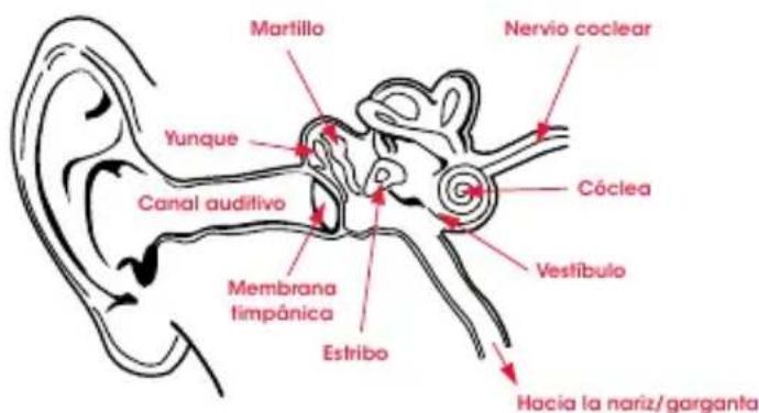 BEATS Solo Pro - Fisologia del oido - 1