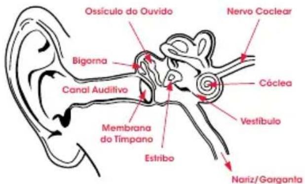 BEATS Solo Pro - Fisiologia do Ouvido - 1