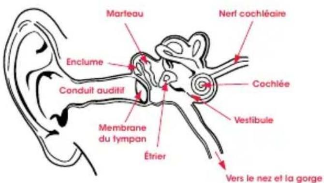 BEATS Solo Pro - Physiologie de l'oreille - 1