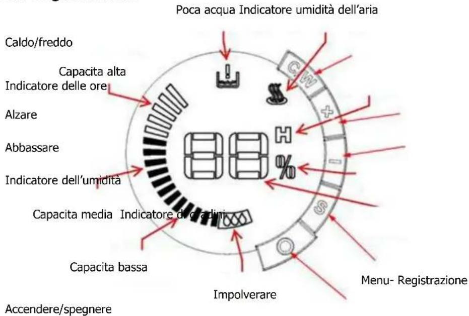 Sonnenkönig Chelsea - Registrazione - 1