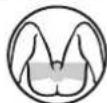PANASONIC ERGY60 - Sensitive zones Buttocks - 2