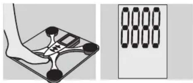 EXACTA FW3 - Gewichtsbepaling - 1