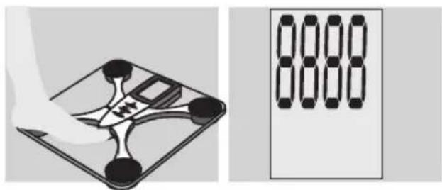 EXACTA FW3 - Determinación del peso - 1