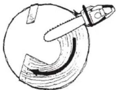 Tanaka TCS 33EB - Felling cut, trunk diameter more than twice guide bar length - 2
