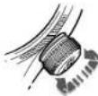 Oris Aquis Staghorn - 2.AKTHBAUAR AABTMETPA - 1