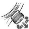 Oris Aquis Staghorn - 3.HAAWHTYBAHH - 1