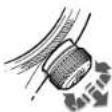 Oris Aquis Staghorn - 3.HACTPOKKAANbTHMETPA - 1