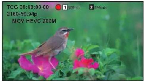 PANASONIC AGCX7 - Prise de vue - 3