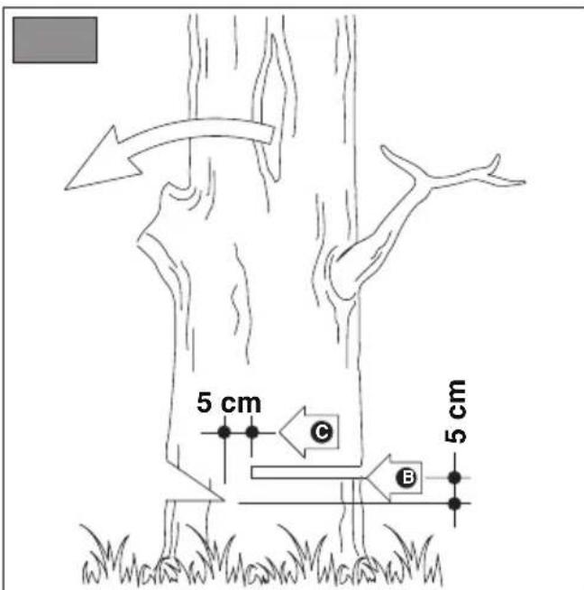 5 cm C B 5 cm