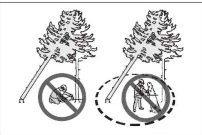 HUSQVARNA 543 XP - Liberación de un árbol atascado - 2
