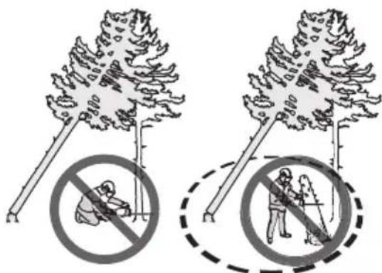 HUSQVARNA 543 XP - Liberazione di un albero intrappolato - 2