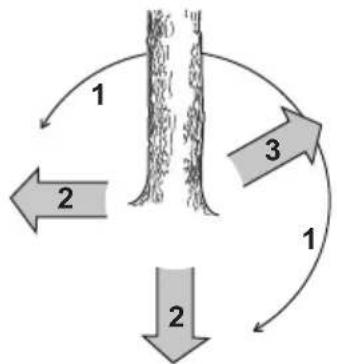 HUSQVARNA 543 XP - So entfernen Sie Äste im unteren Stammbereich und bereits ihren Rückzugsweg vor - 2