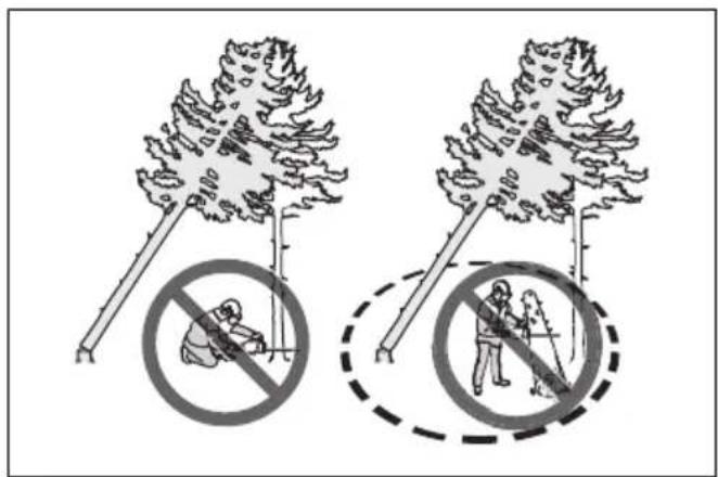 HUSQVARNA 543 XP - Dégagement d'un arbre bloqué - 2